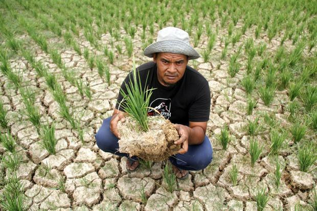 BRIN Sebut Perubahan Iklim Berdampak pada 60 Juta Ha Lahan Kering RI